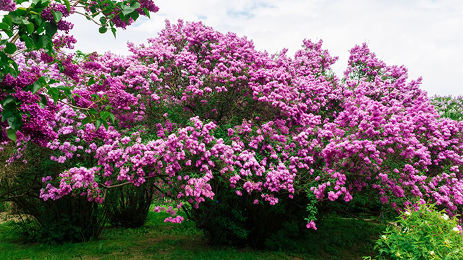 floracion Syringa vulgaris floracion Syringa vulgaris