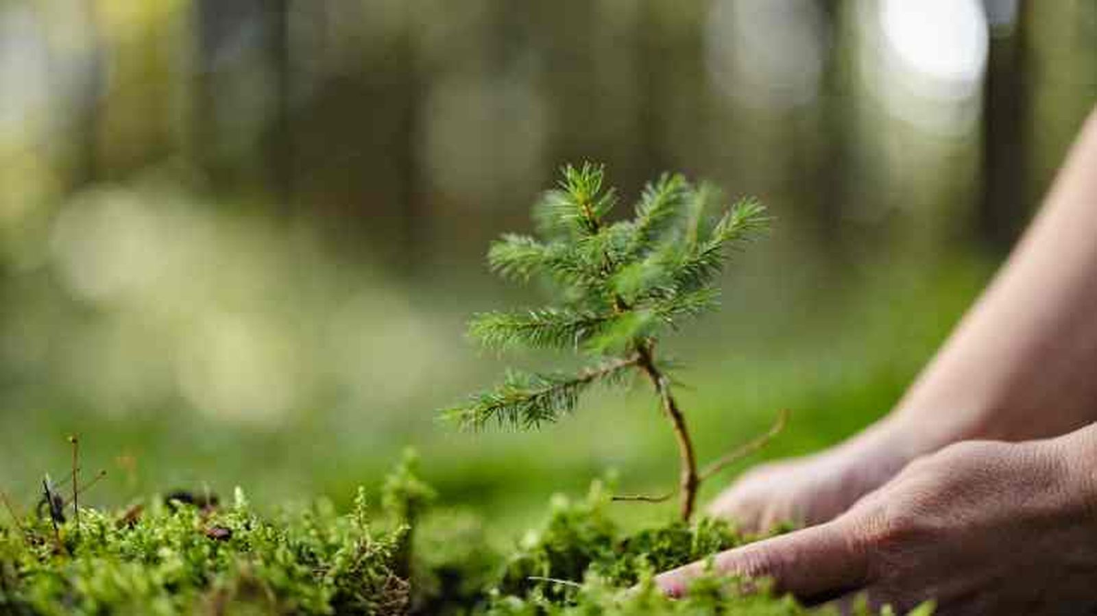 guia fisiologia vegetal guia fisiologia vegetal