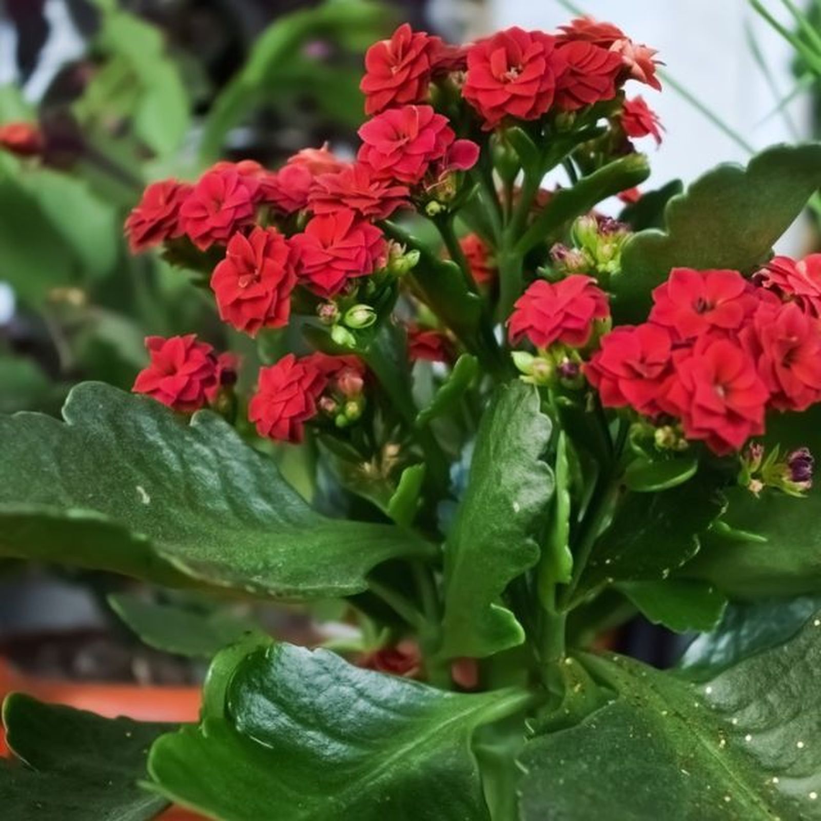 Kalanchoe blossfeldiana planta roja regalar navidad Kalanchoe blossfeldiana planta roja regalar navidad