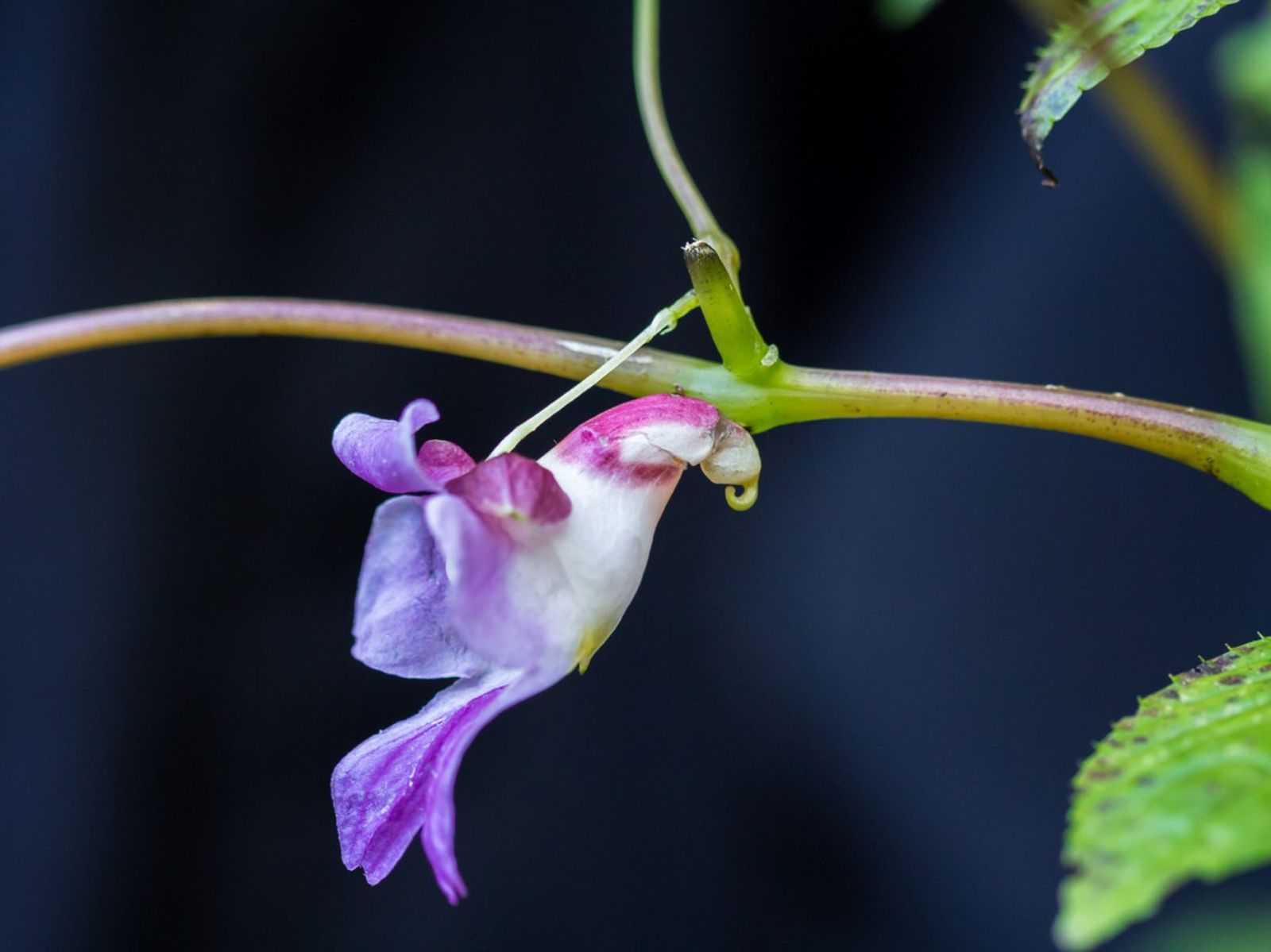 Impatiens psittacina. Impatiens psittacina.