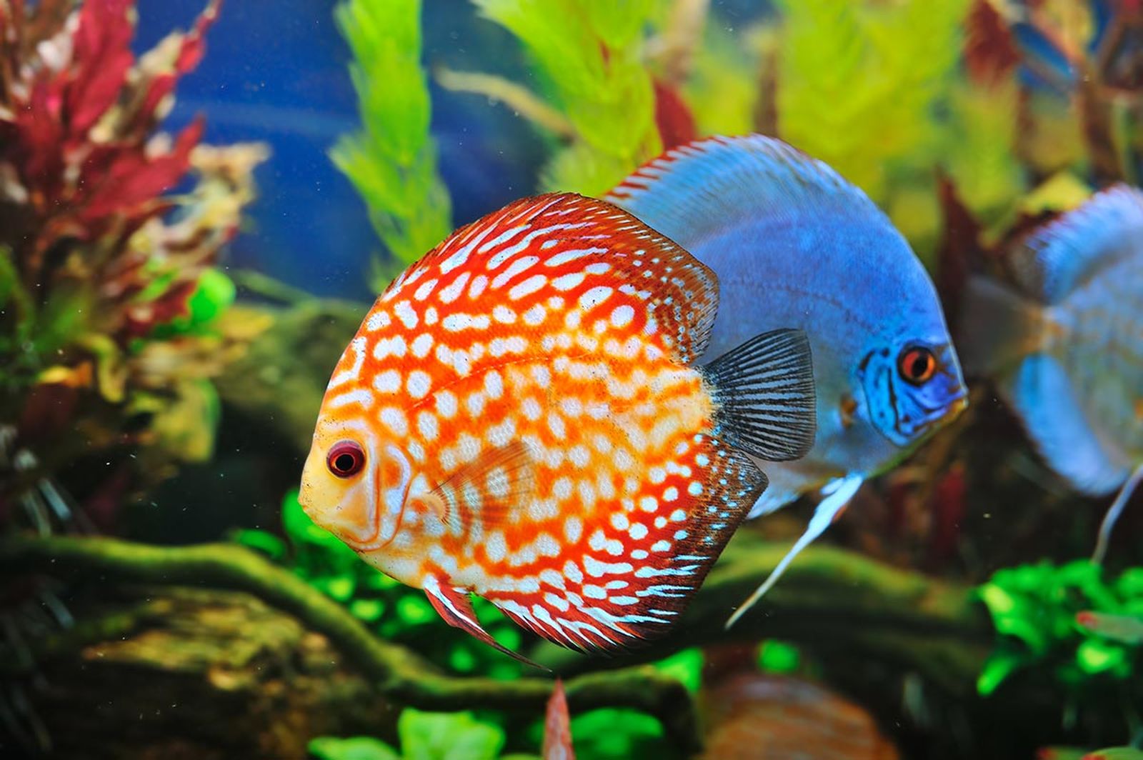 mascotas pez disco colores
