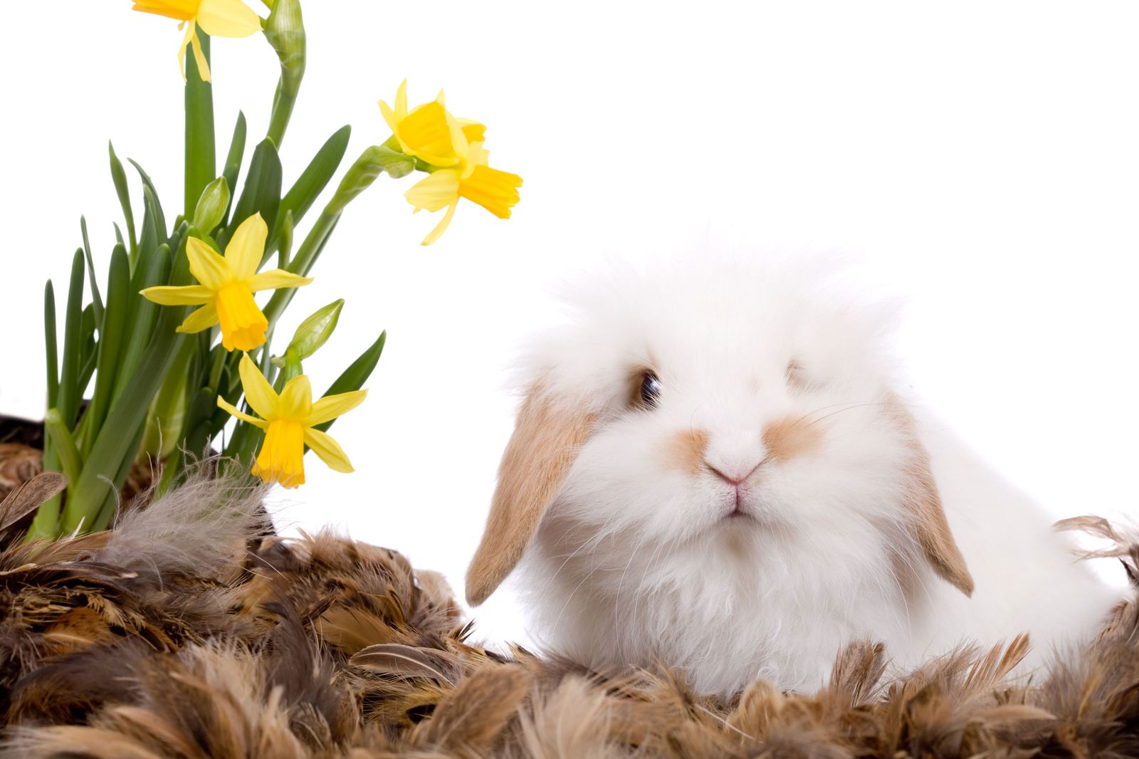 Cuidados del conejo enano de Angora o Toy