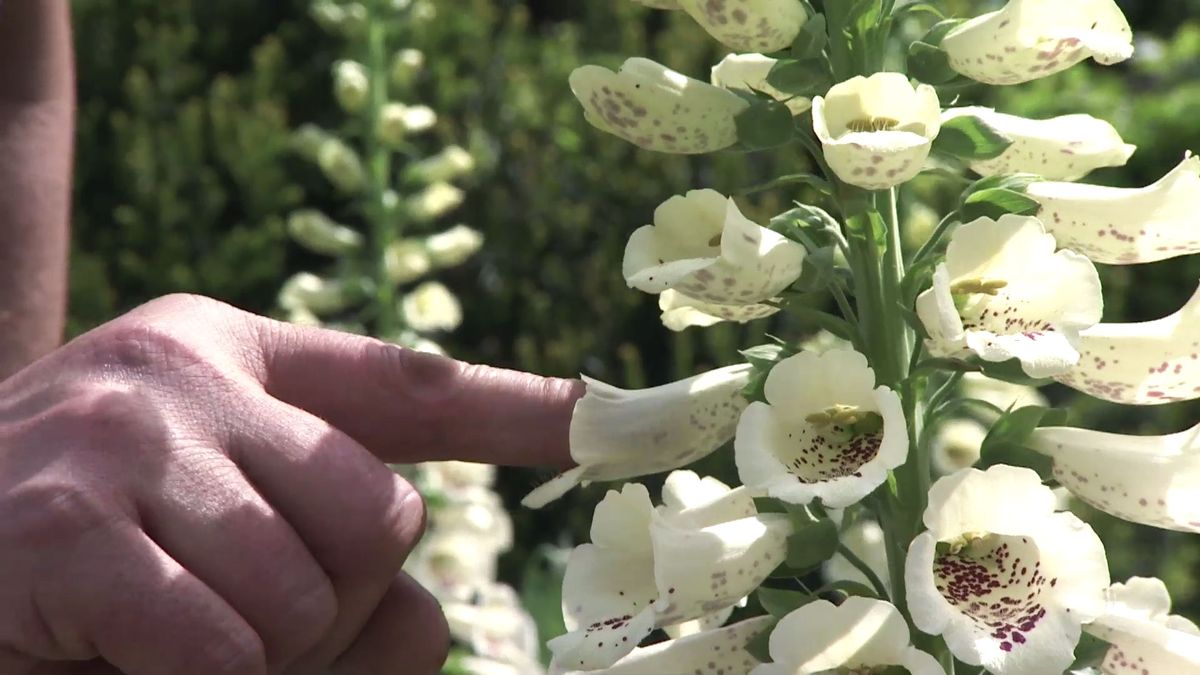 deco 737 jardineria dedaleras dedo