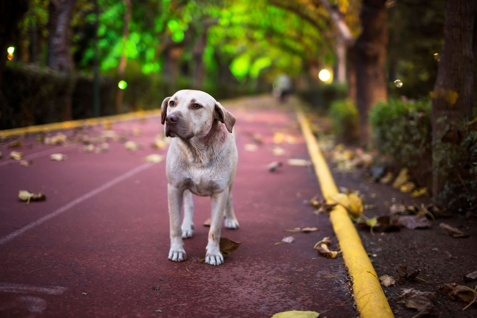 mascotas animal perdido mascotas animal perdido