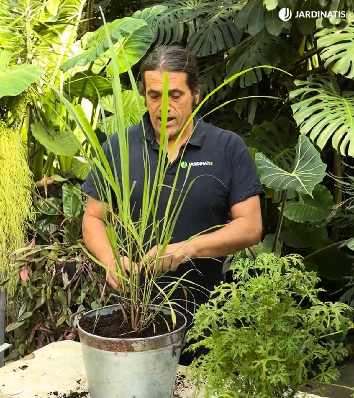 Planta de Cymbopogon nardus