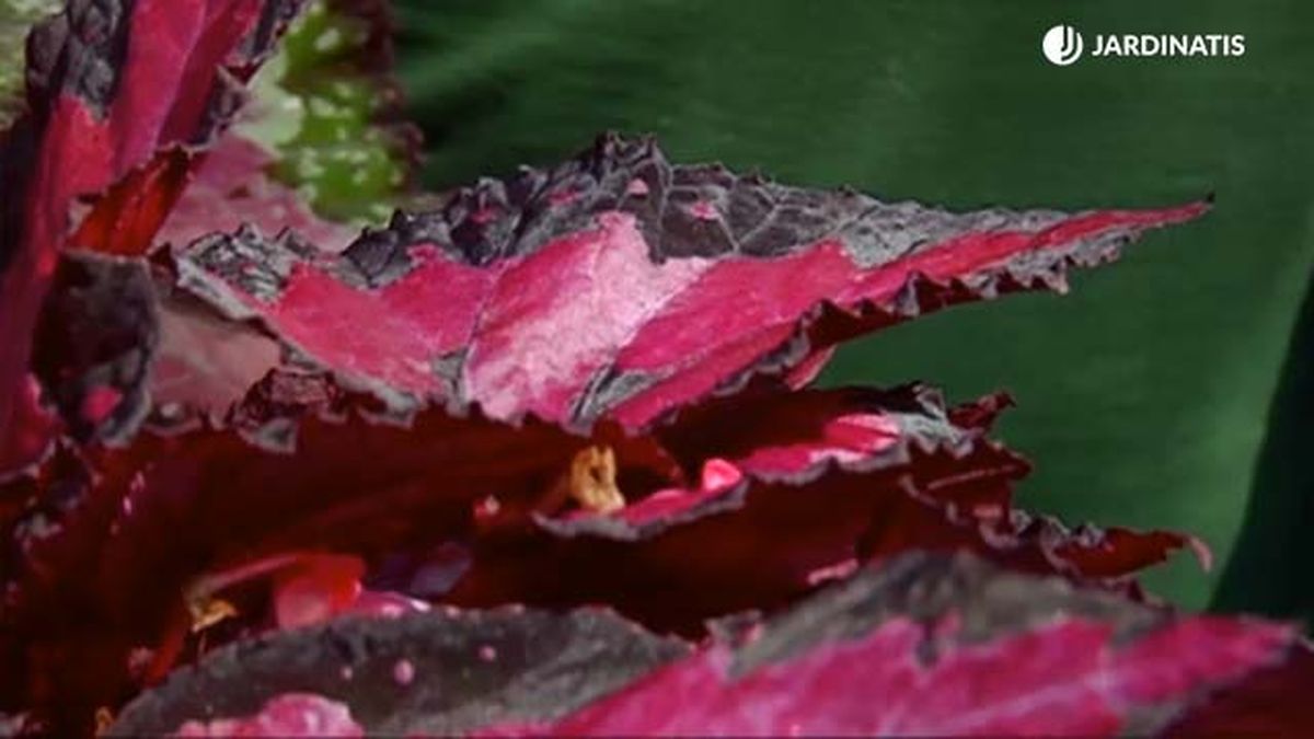 hoja de begonia rosa negro rex brico 688 jardinatis