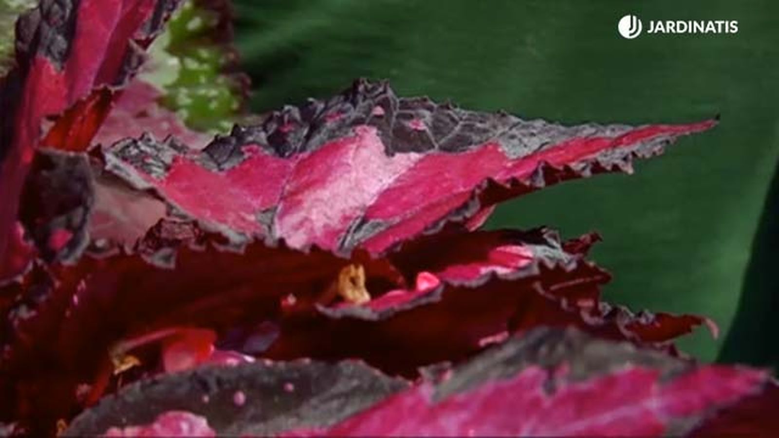 hoja de begonia rosa negro rex brico 688 jardinatis hoja de begonia rosa negro rex brico 688 jardinatis
