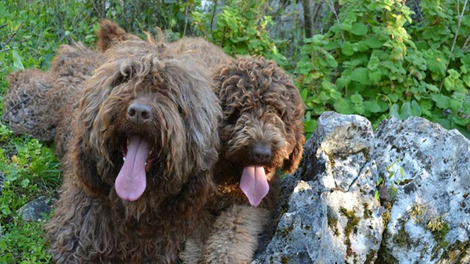 dos perros de aguas dos perros de aguas