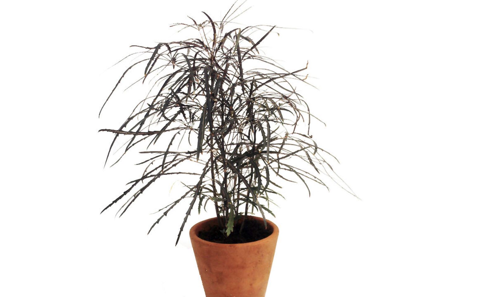 Falsa aralia Falsa aralia