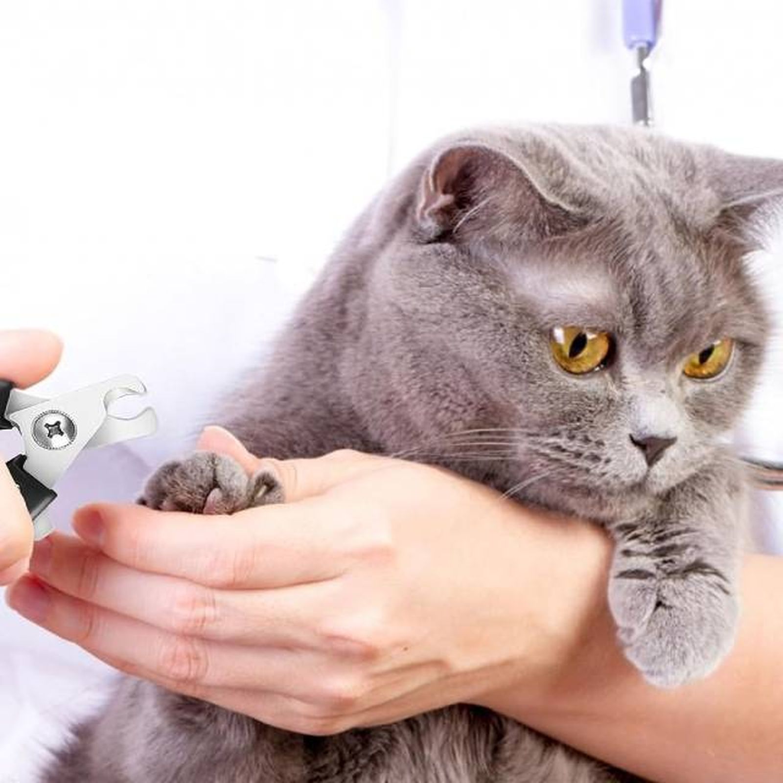 productos para gatos mas vendidos amazon cortaunas profesional productos para gatos mas vendidos amazon cortaunas profesional