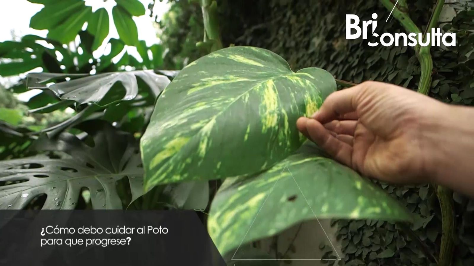 980 jardineria briconsulta poto