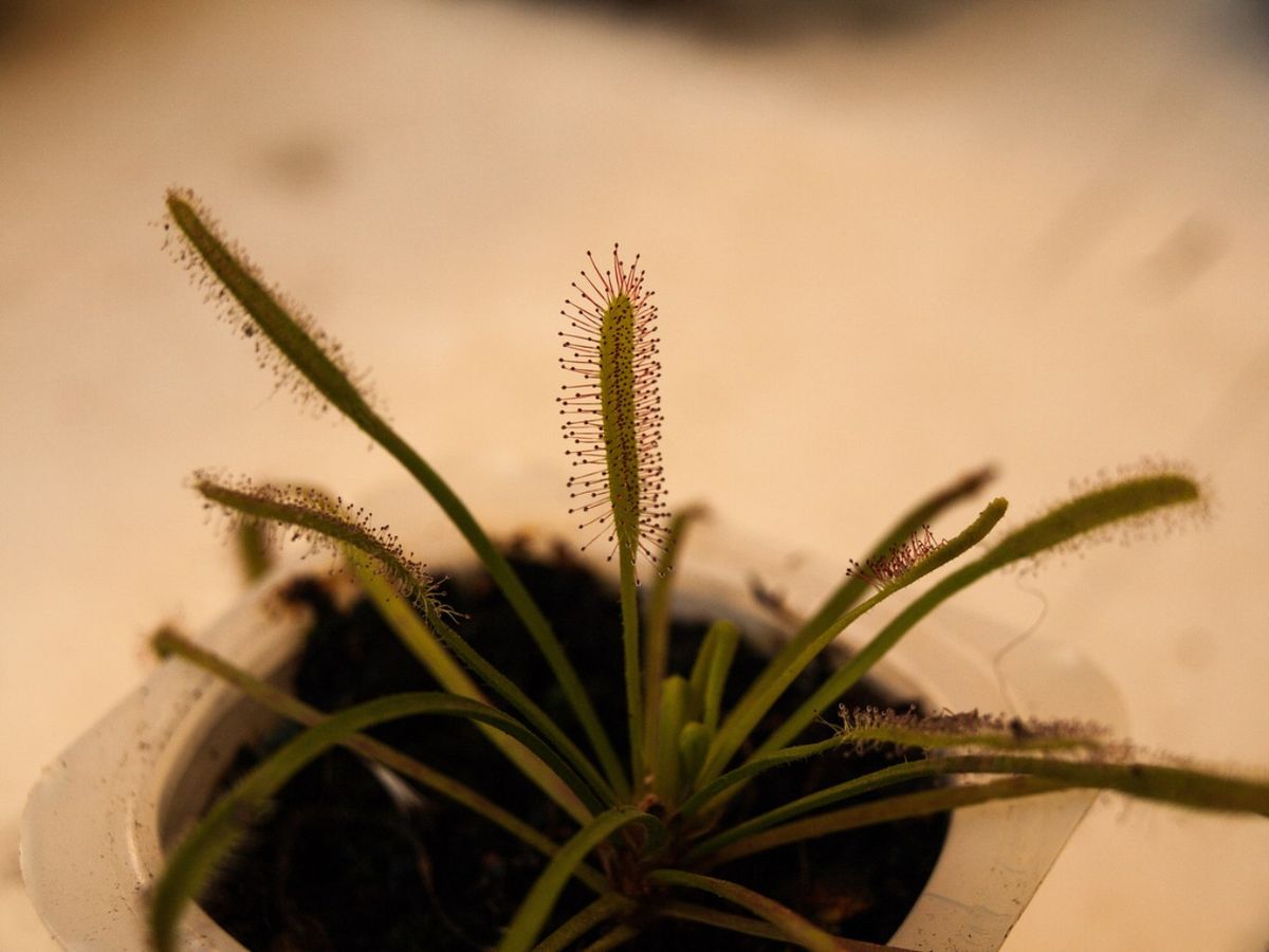 Drosera capensis.