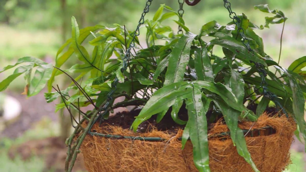 Bricomania 919 3 plantacion helechos colgantes xl