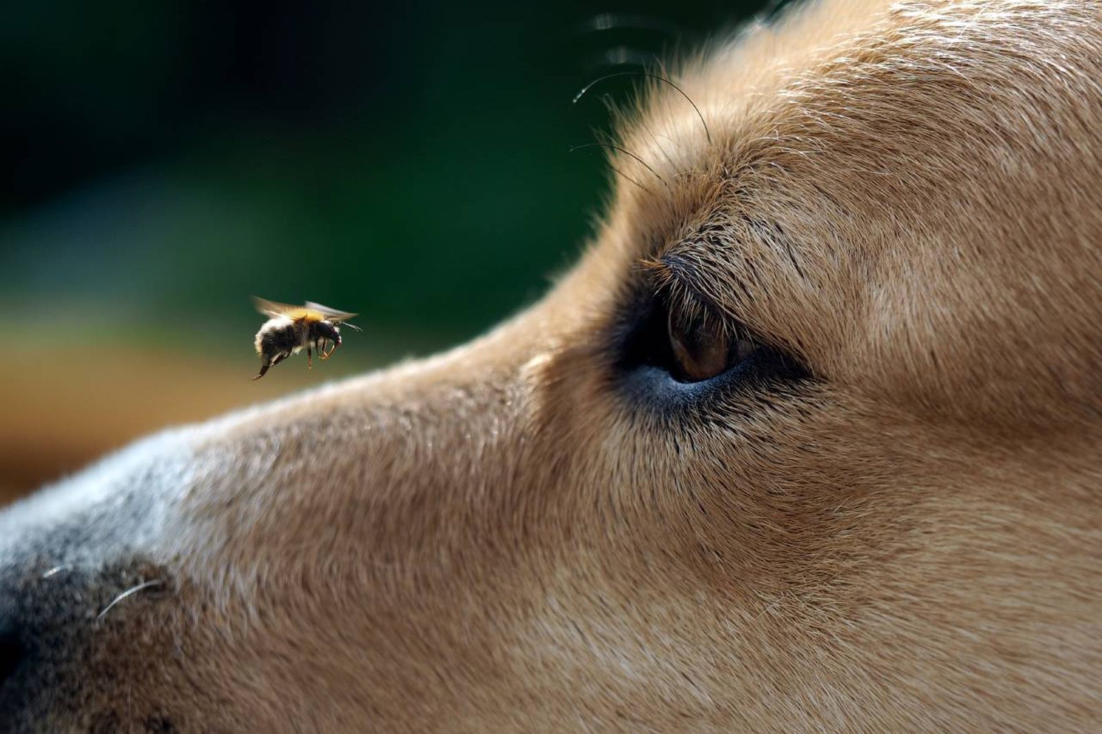 Aprende qué hacer si una avispa o abeja pica a tu perro.