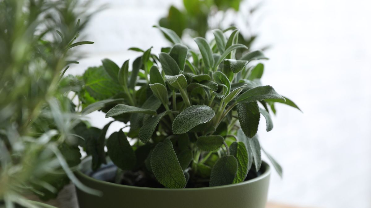 La salvia también es ideal para sazonar tus platos