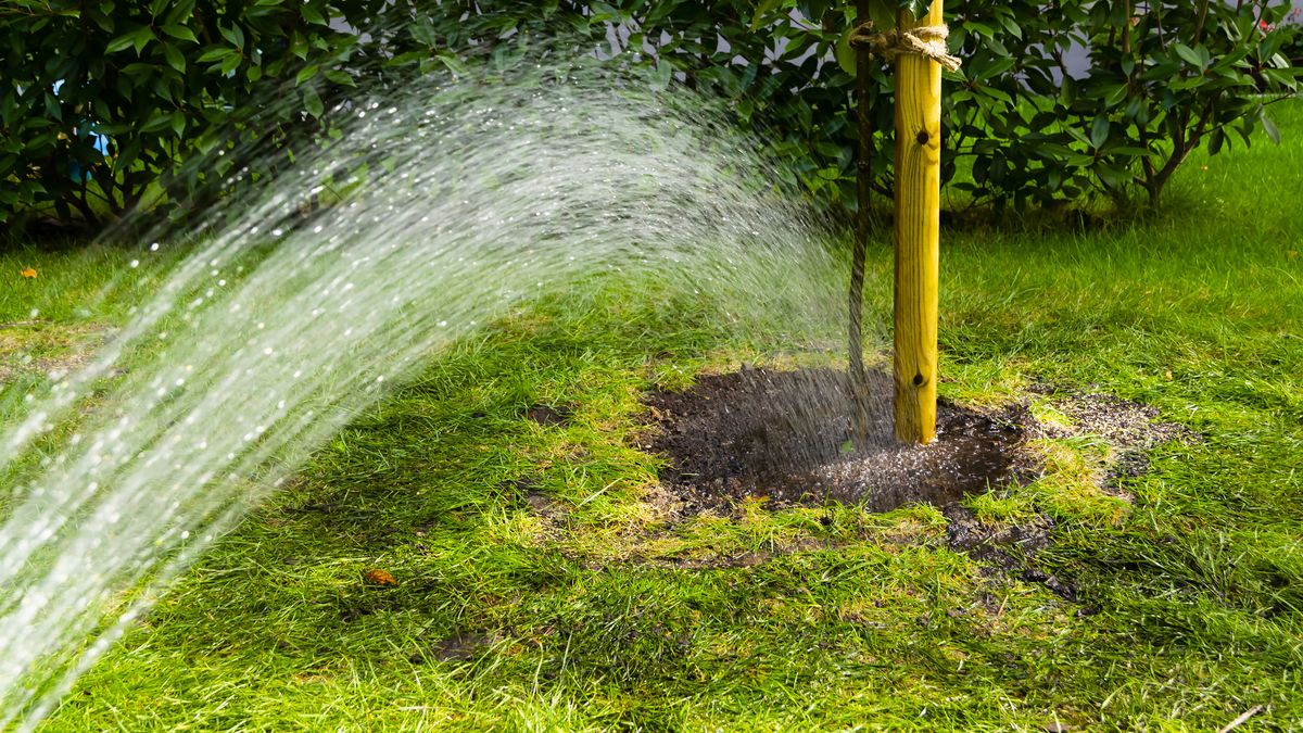 Una vez replantados tienes que ayudarles a regenerarse