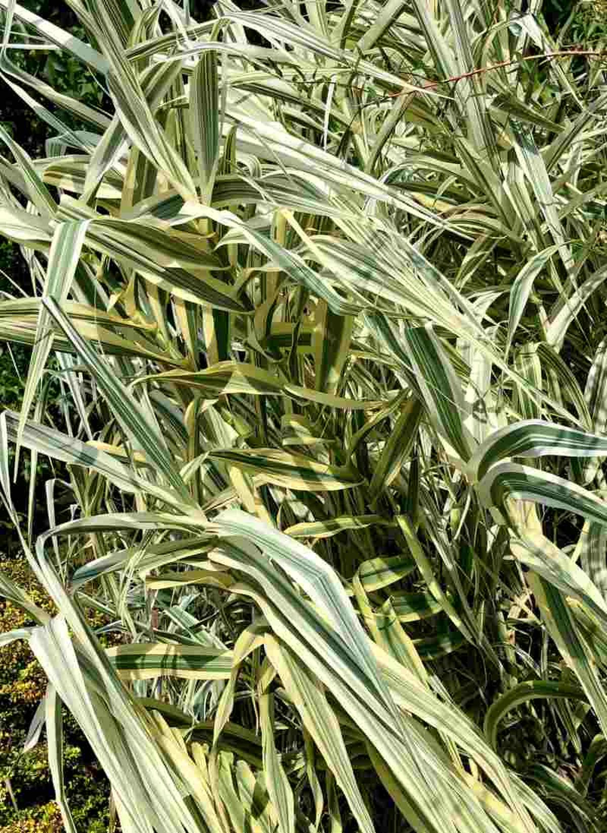 Arundo donax Variegata.