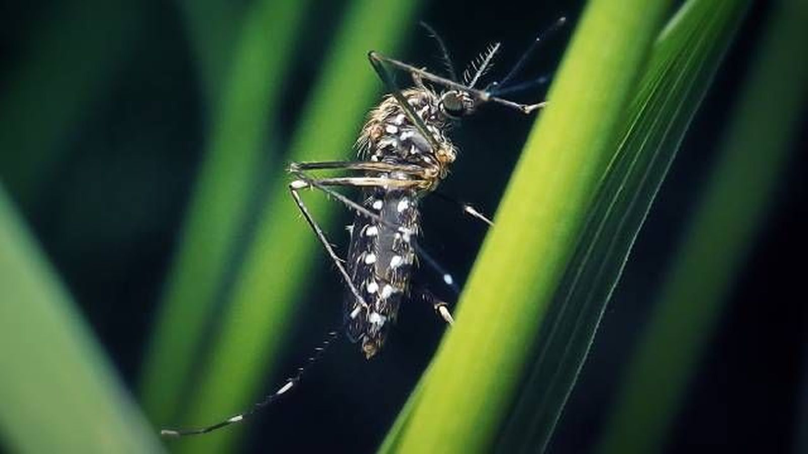 Mosquito del Japon Aedes japonicus Mosquito del Japon Aedes japonicus