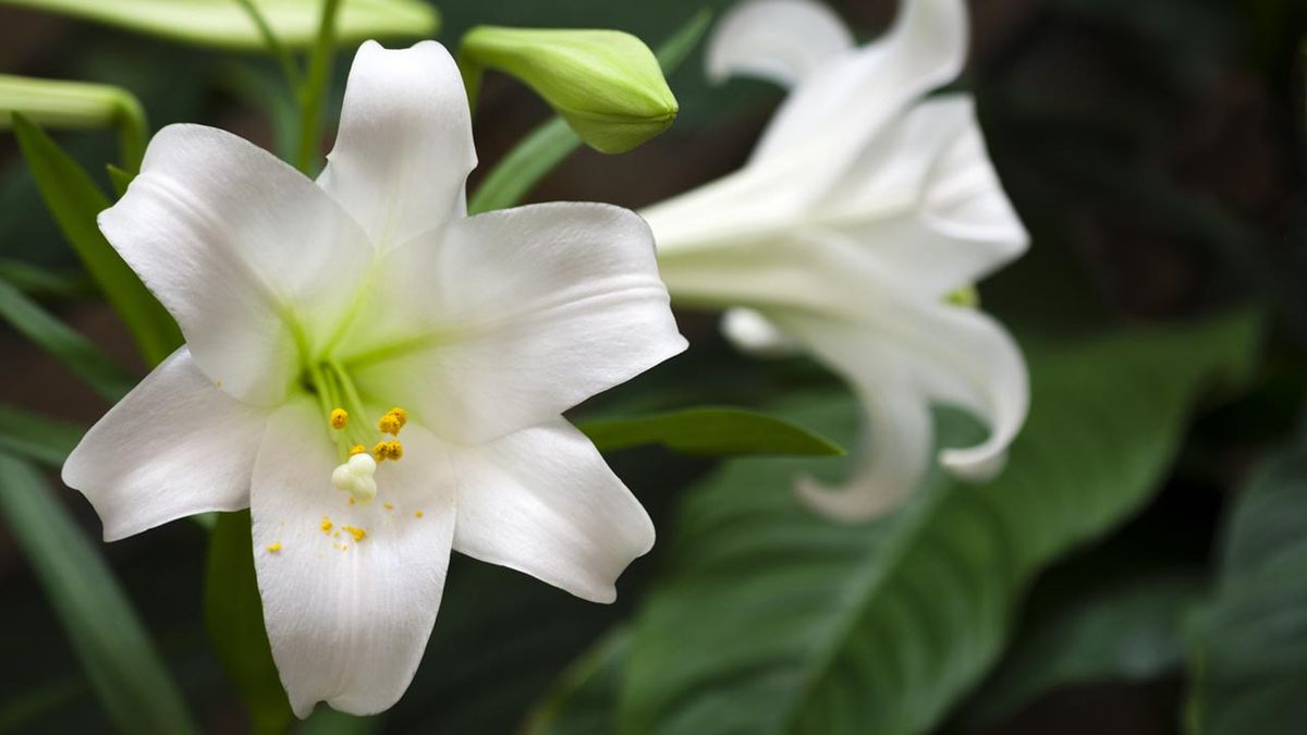 bulbo lilium plantar otono