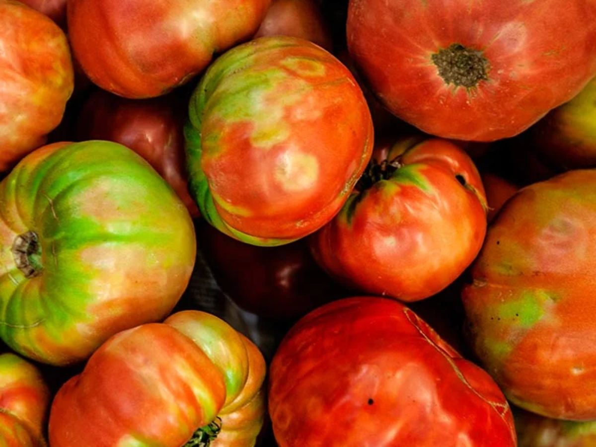 Cada tomate feo de Tudela es único en forma, tamaño y color, pero todos comparten algo en común: un sabor espectacular.