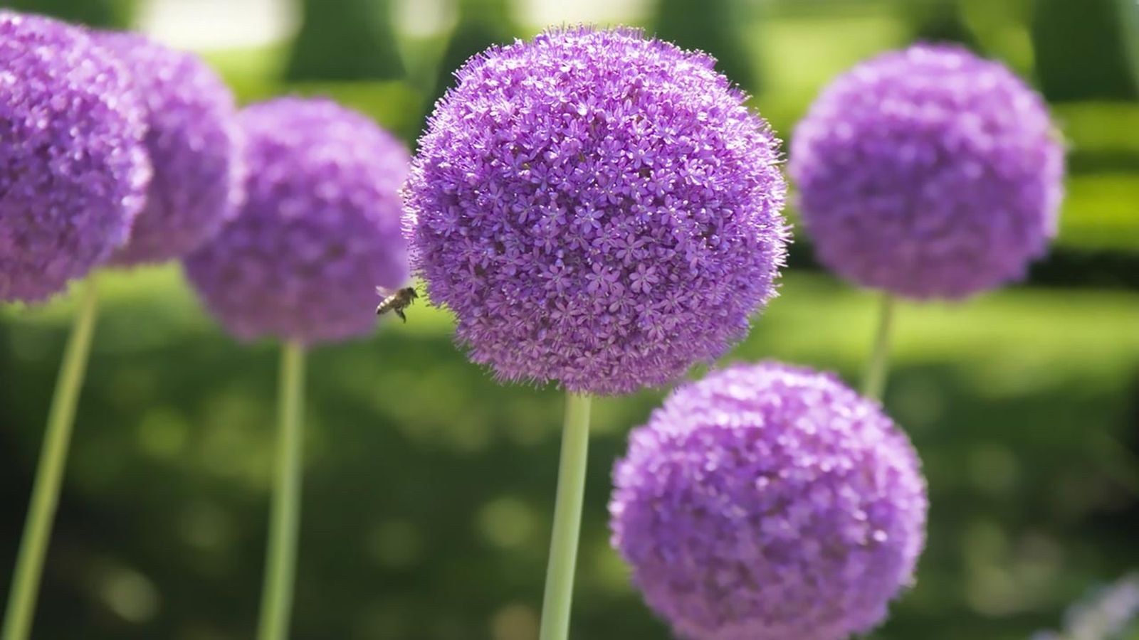 bulbo ajo ornamental plantar otono bulbo ajo ornamental plantar otono