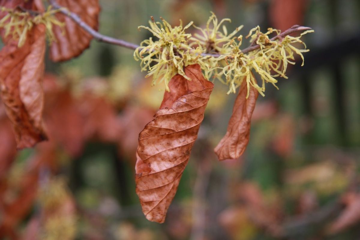 Hamamelis virginiana.
