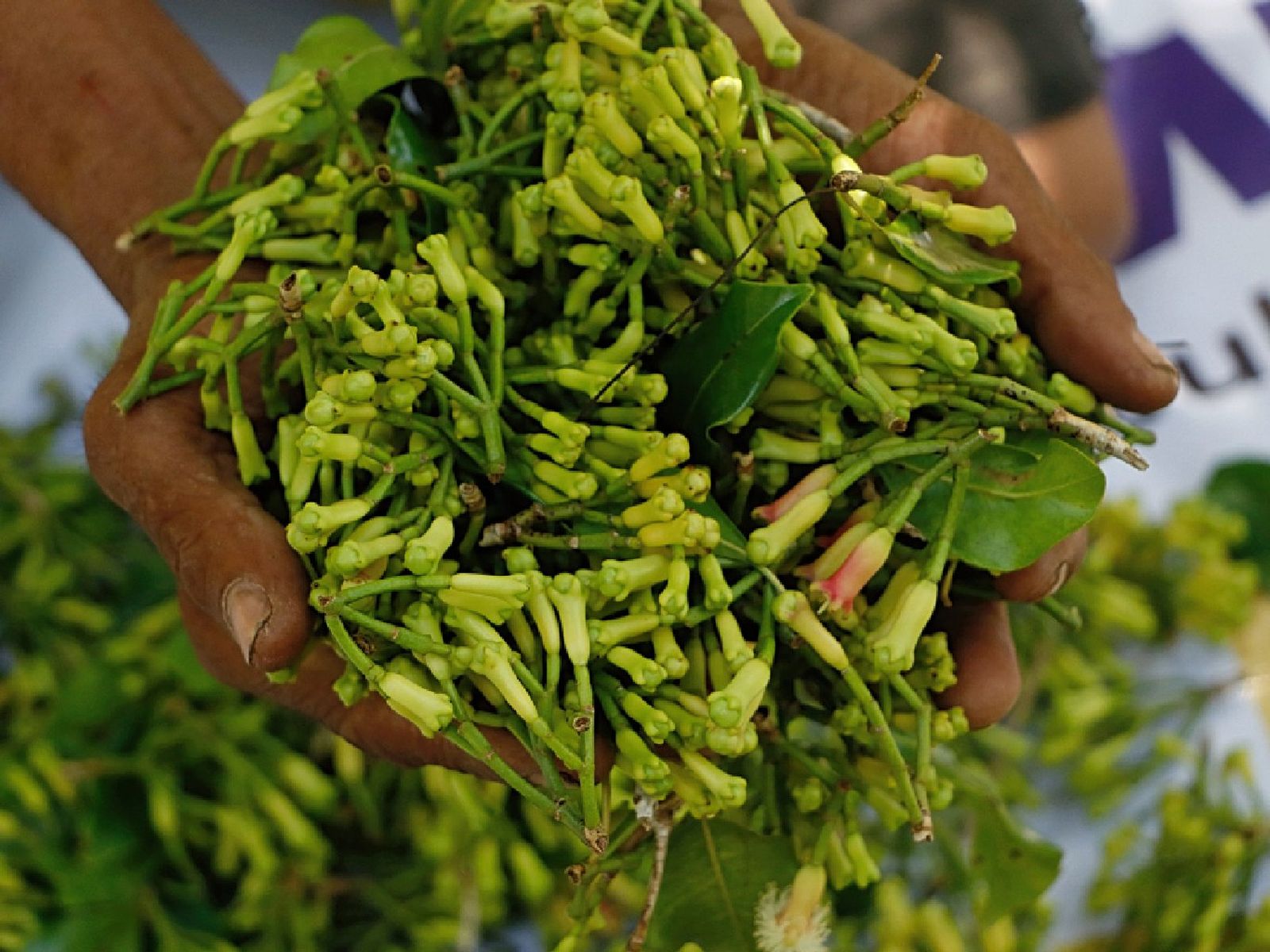 Lo que conocemos como clavo son los botones florales secos del árbol clavero Lo que conocemos como clavo son los botones florales secos del árbol clavero