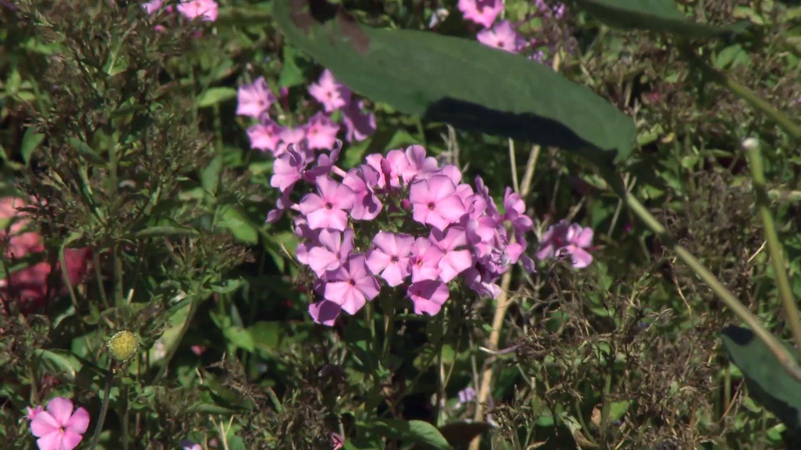 deko0706 jardin otono tonos rosas phlox paniculata deko0706 jardin otono tonos rosas phlox paniculata
