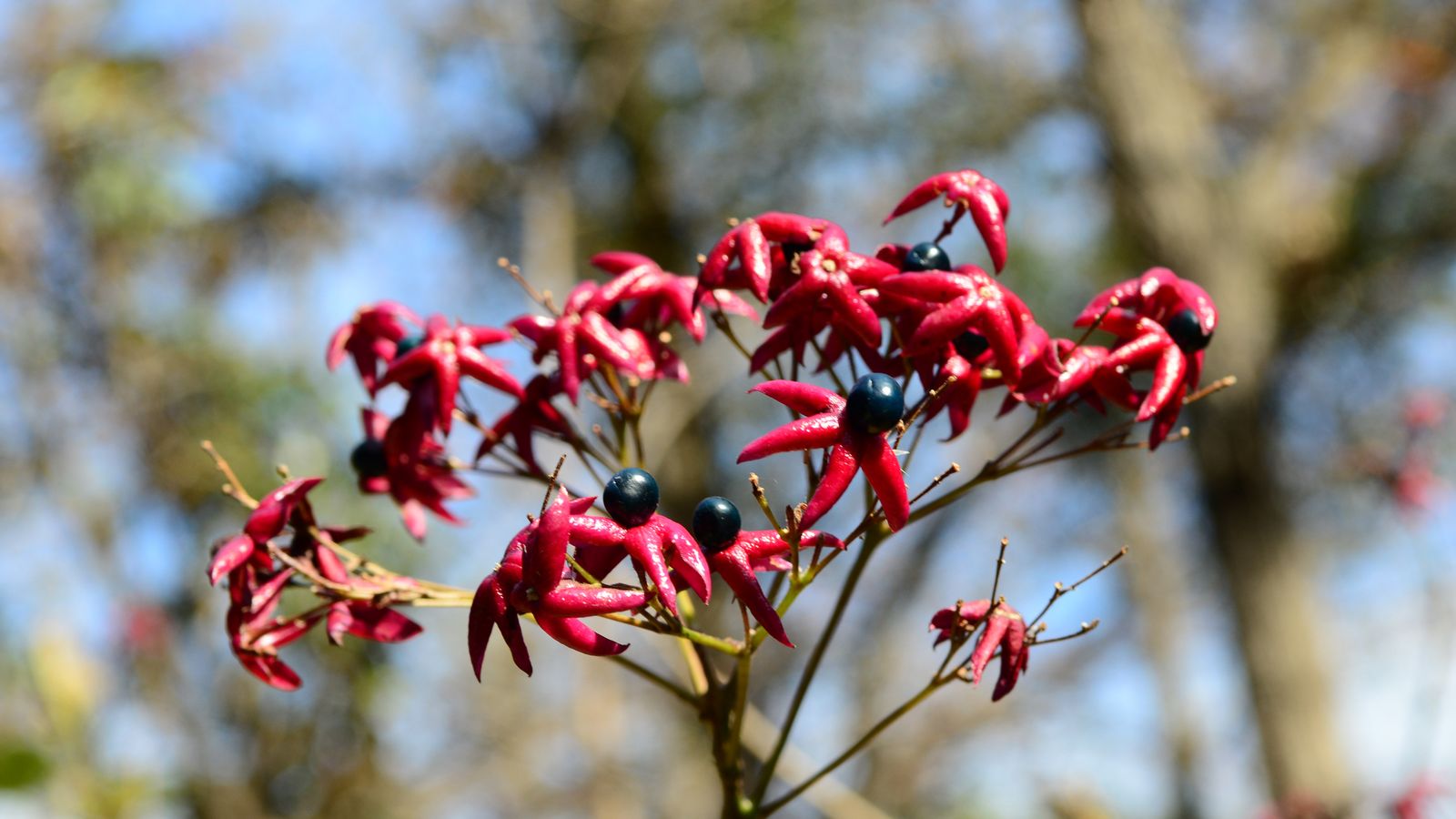 Clerodendrum trichotomum Clerodendrum trichotomum