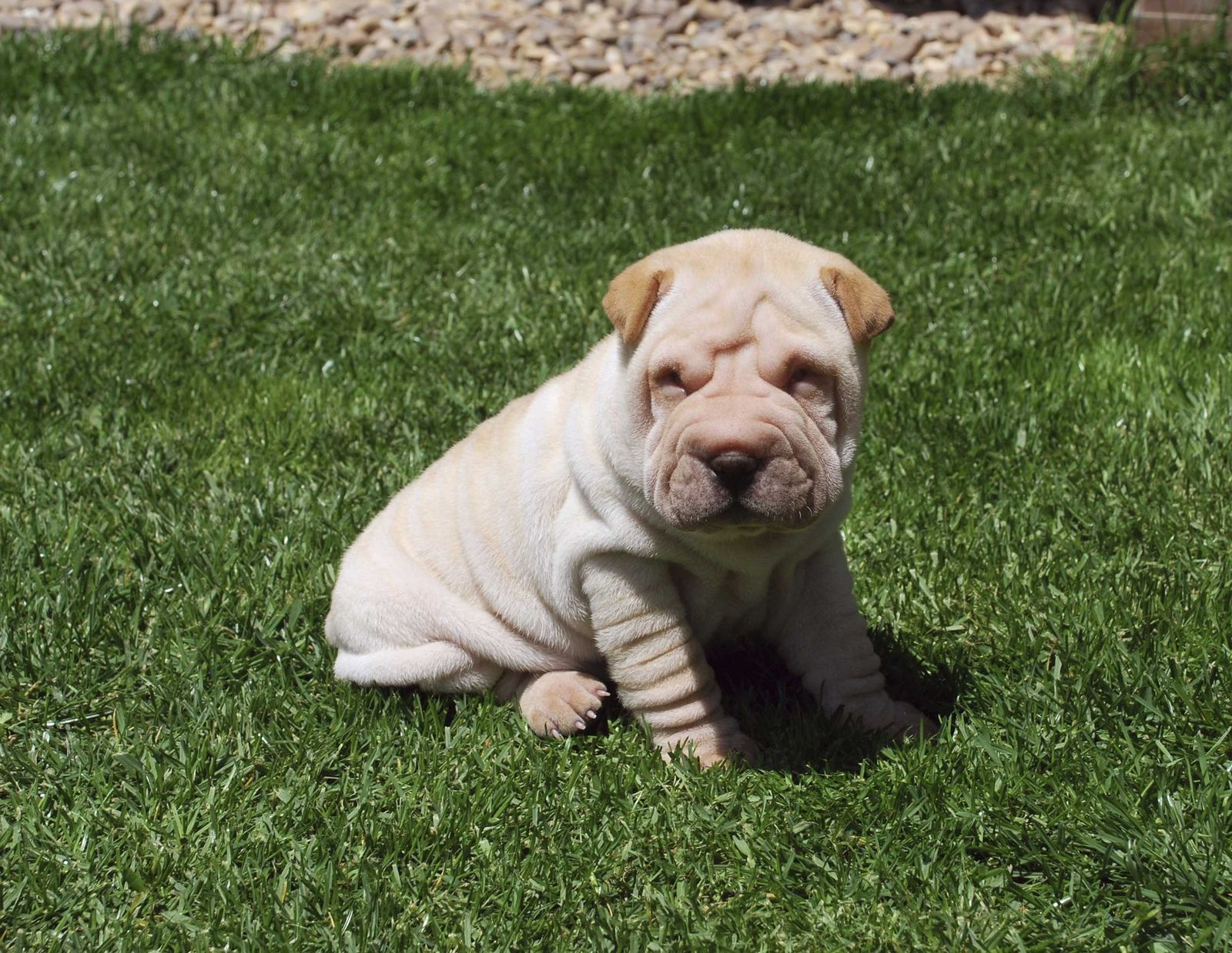 Shar pei perro 2 Shar pei perro 2