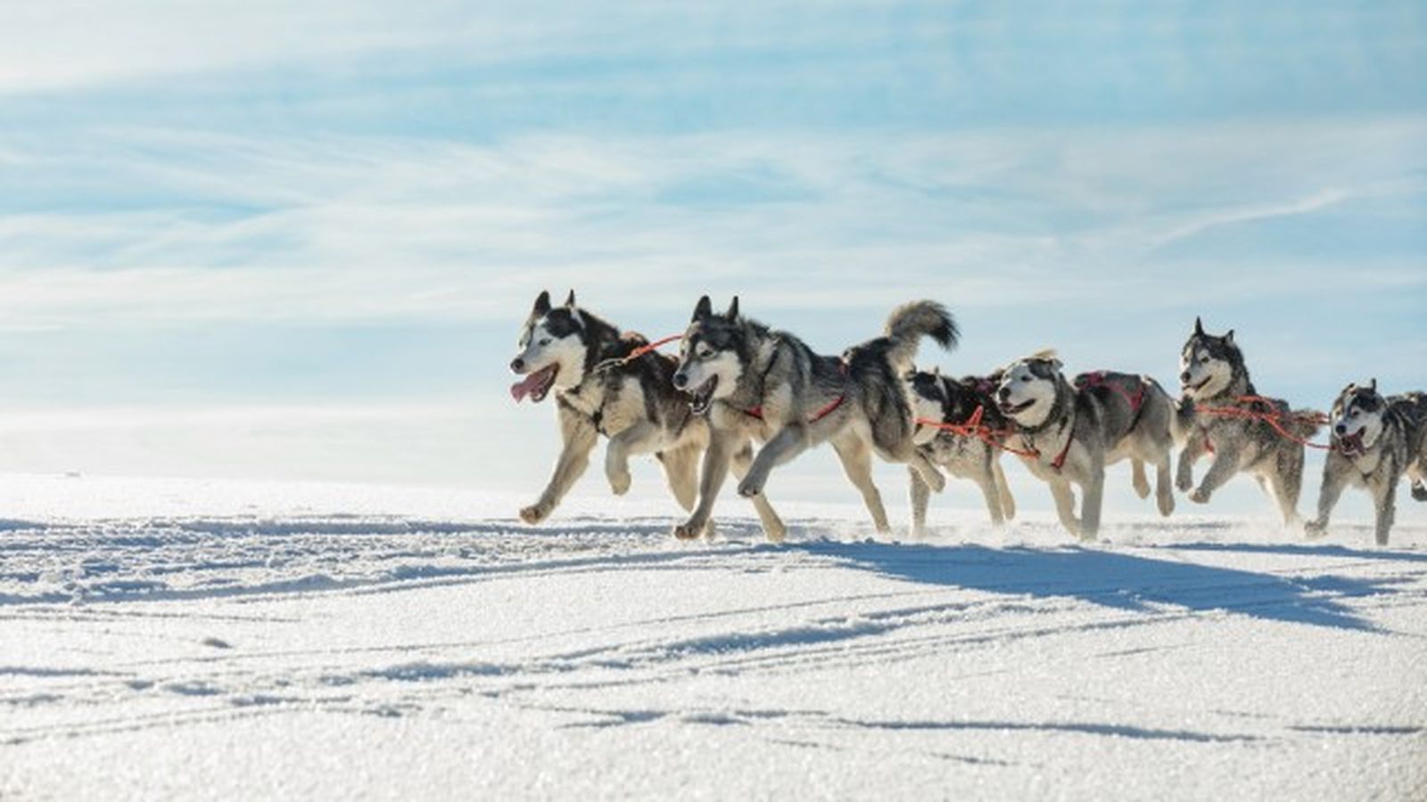 husky siberiano 2 husky siberiano 2