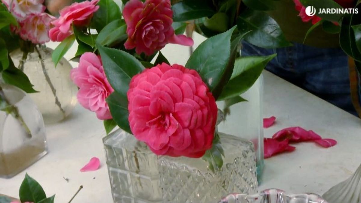 Camelia de flor compuesta