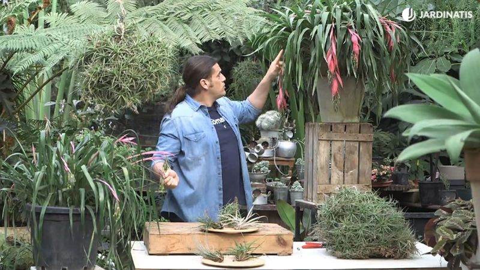 Iñigo Segurola con plantas del género Billbergia y Tillandsia Iñigo Segurola con plantas del género Billbergia y Tillandsia