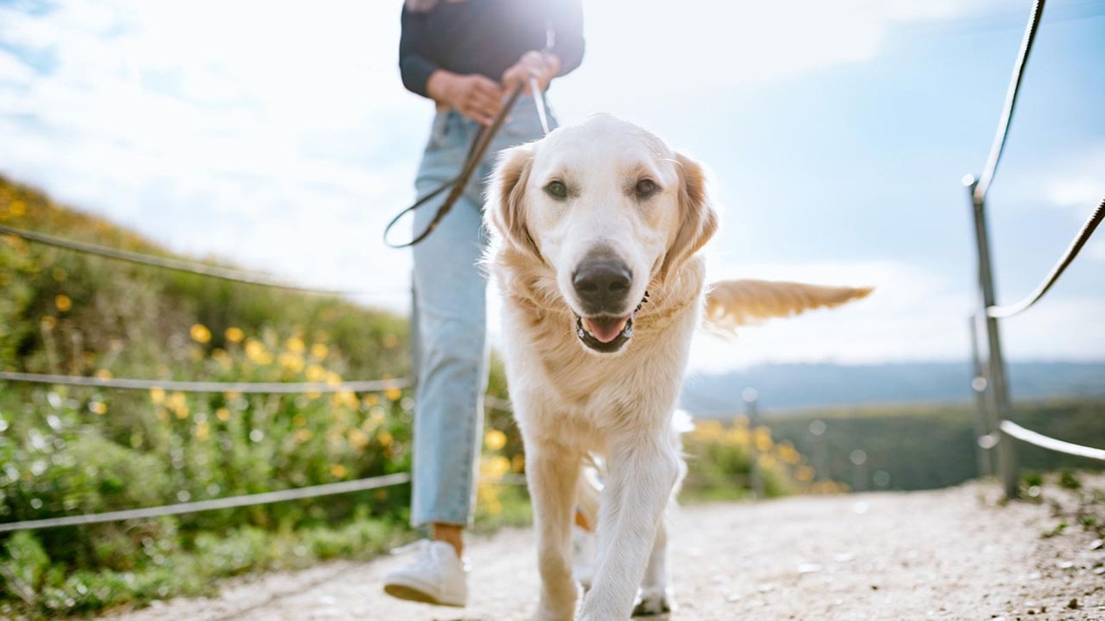 perro paseando