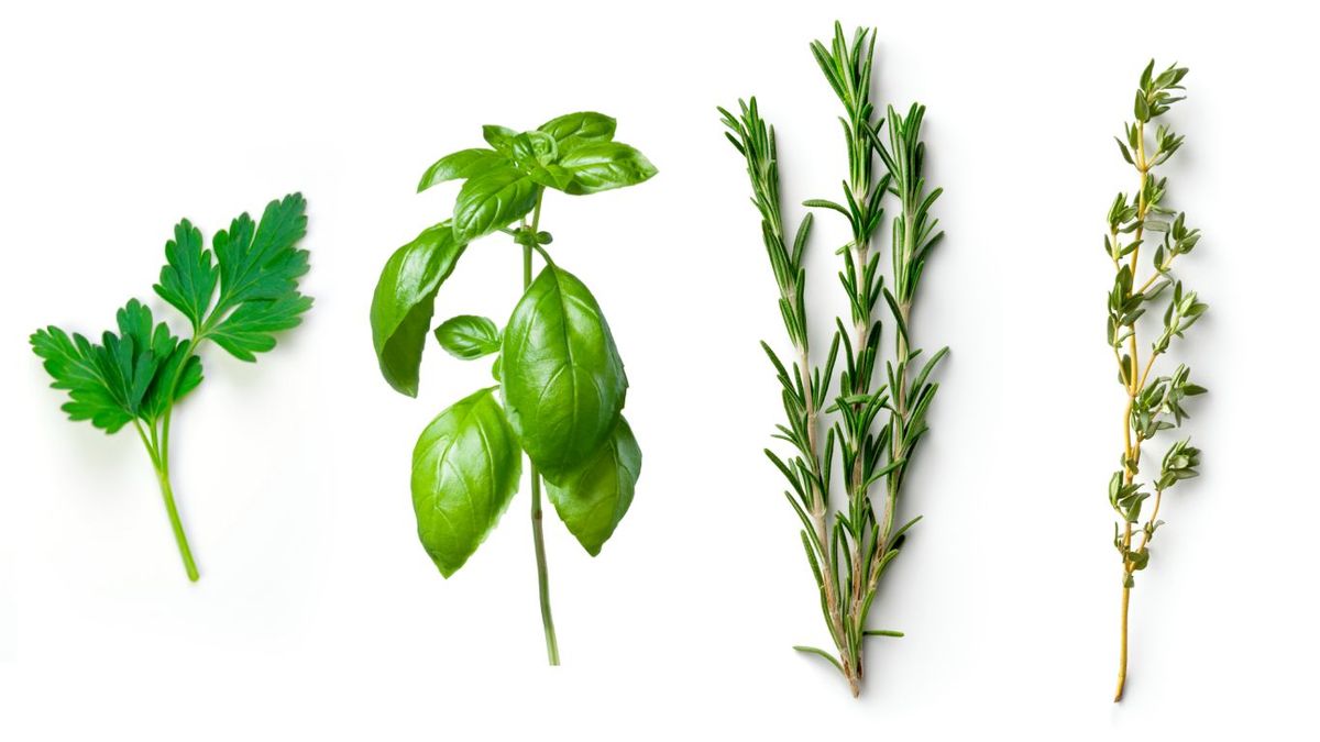 Plantas aromáticas (de izq. a dcha.): Perejil, albahaca, romero y tomillo