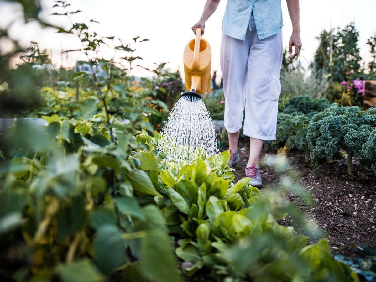Riega a primera hora de la mañana.
