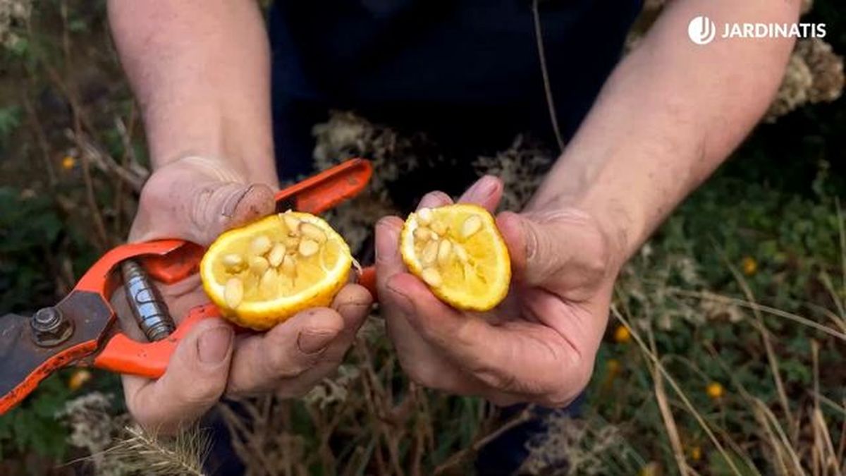 poncirus trifoliata fruto jardinatis 23