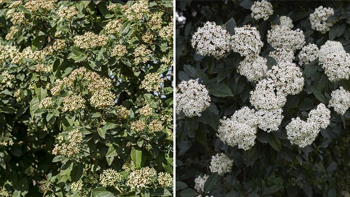 Viburnum tinus abusto