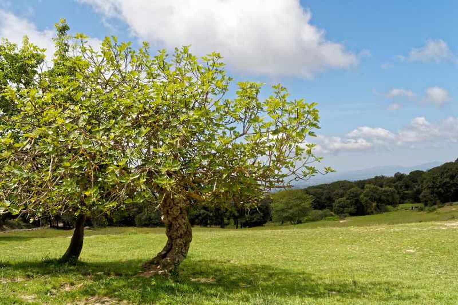 Ficus carica.