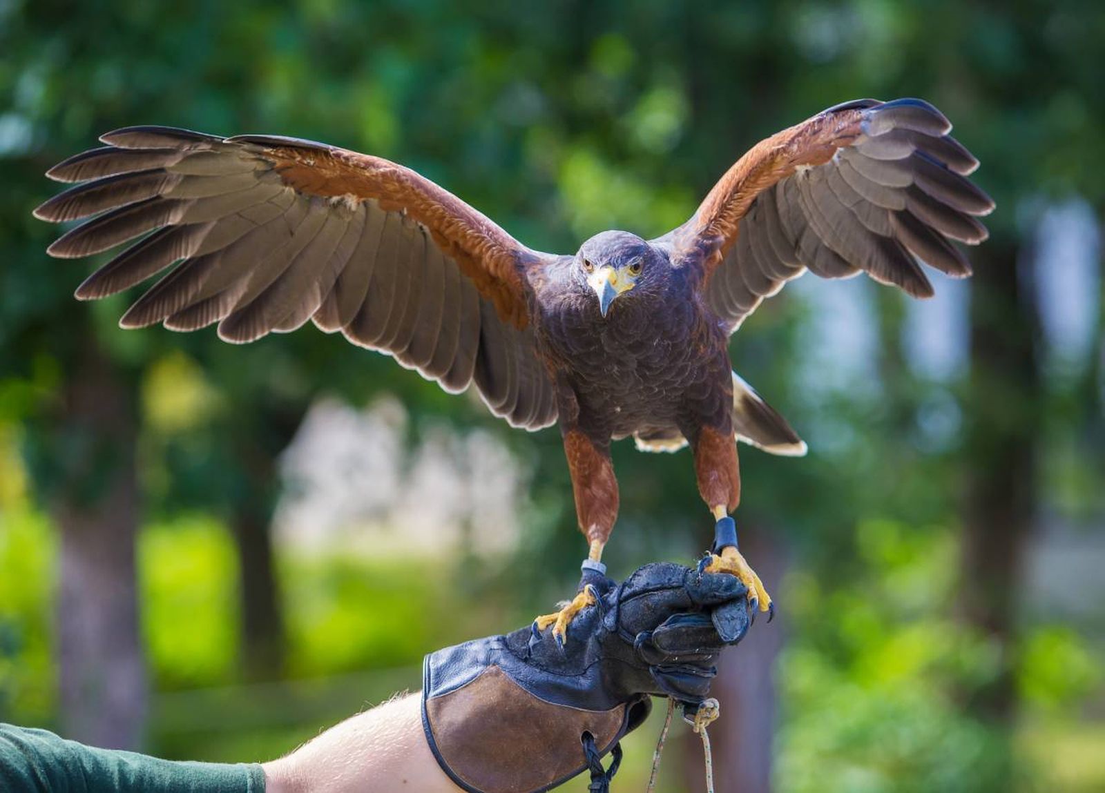 El adiestramiento de halcones consiste en enseñarles las habilidades necesarias para la cetrería.