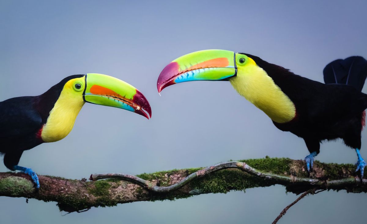 tucanes convivir en pareja