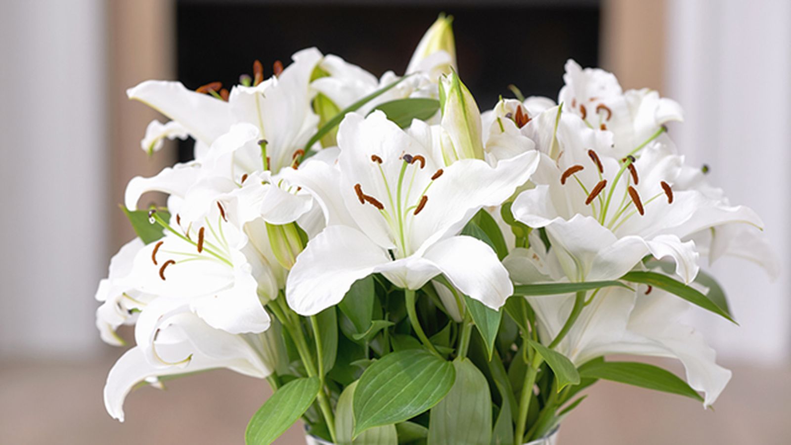 azucenas blancas para el dia de la madre azucenas blancas para el dia de la madre