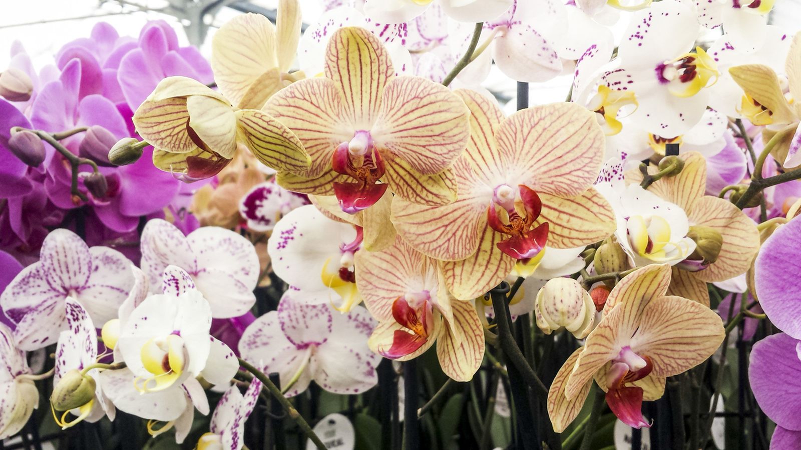 ramos de orquídeas para san valentin