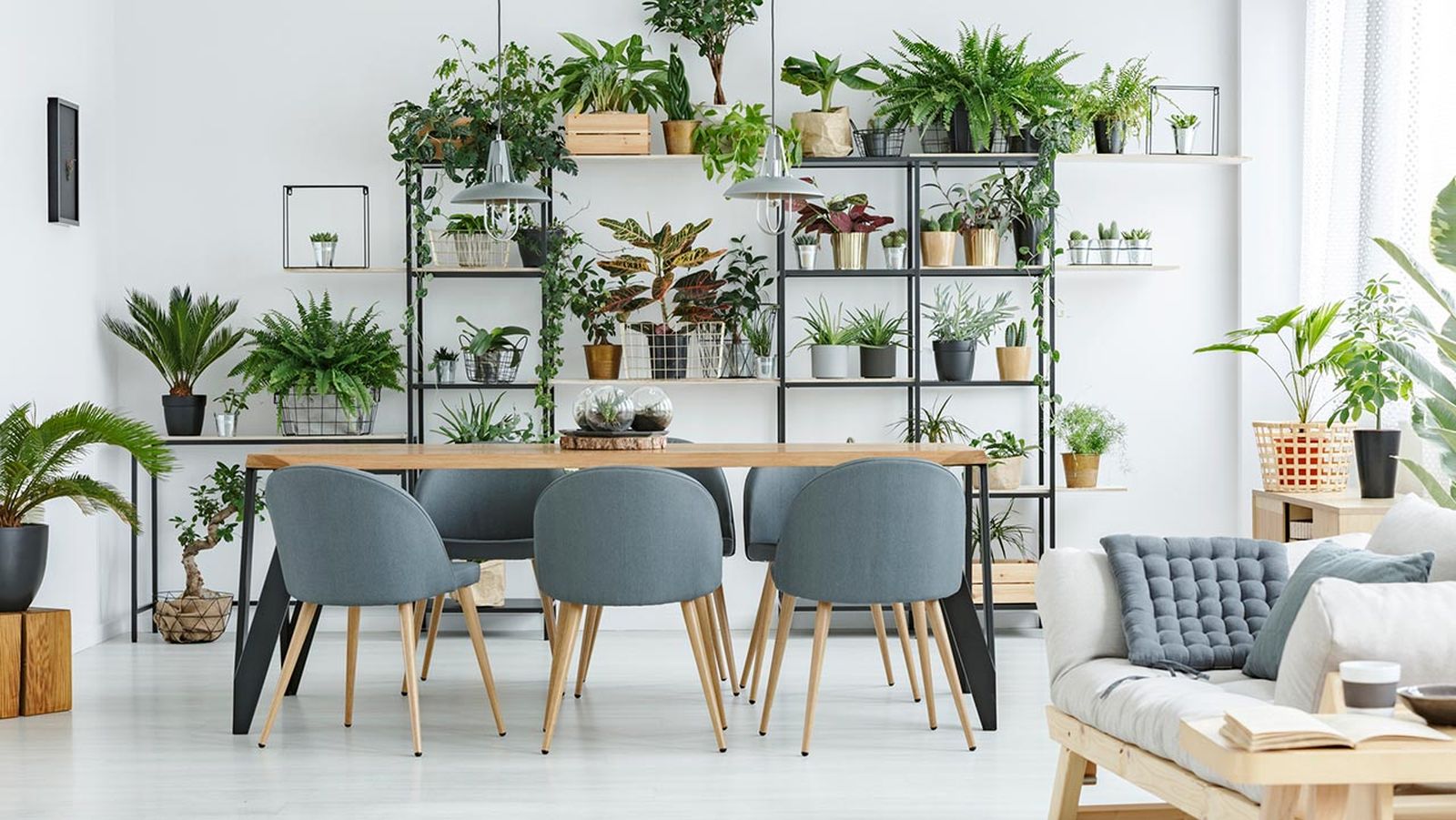 urban jungle
