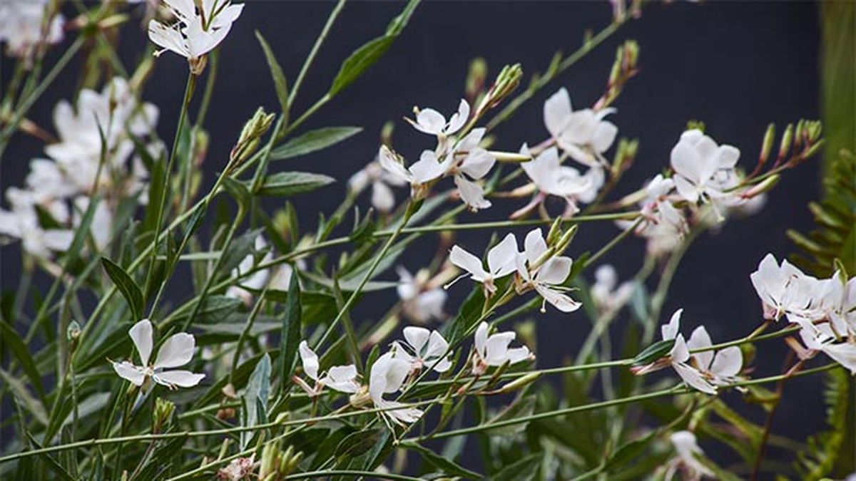 Gaura lindheimeri de flor blanca
