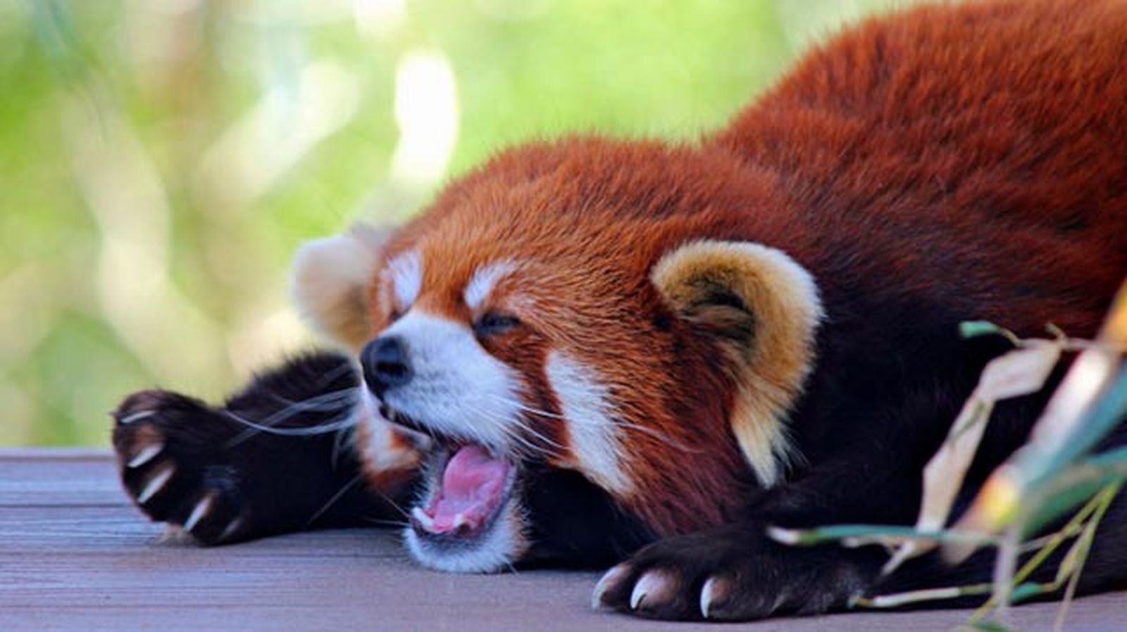 Panda rojo bostezando Panda rojo bostezando