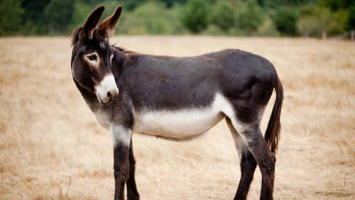 animales que empiezan por M mula