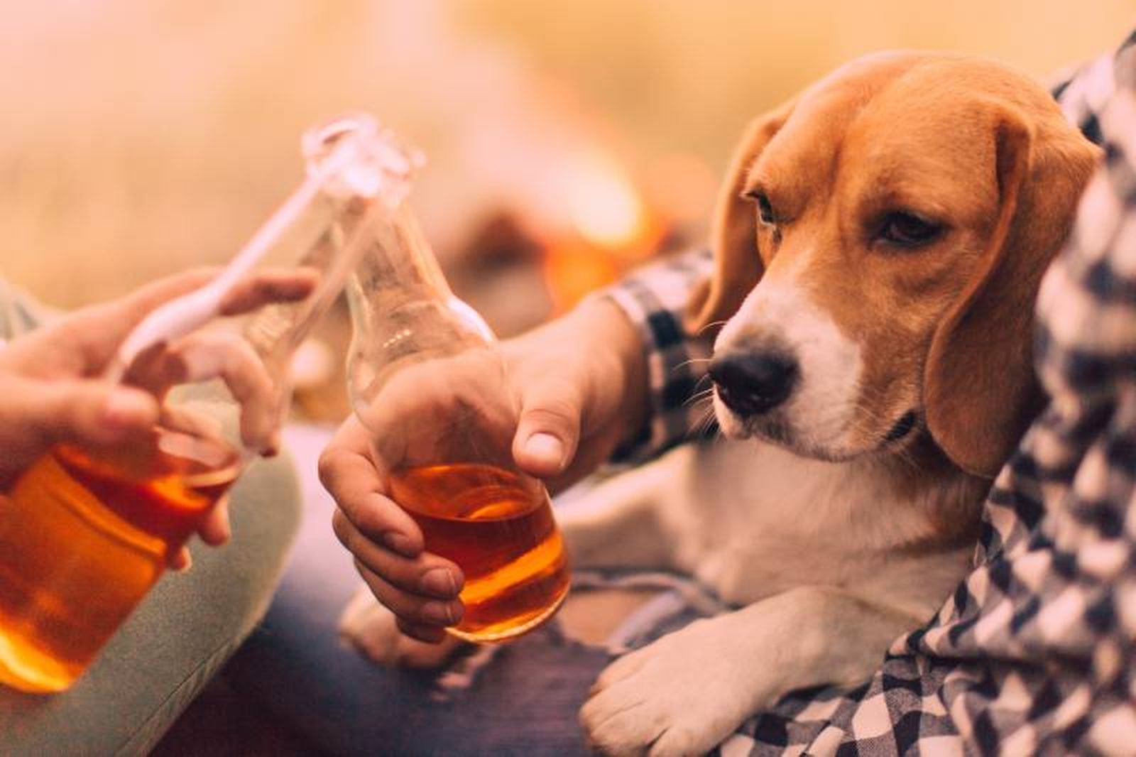 El alcohol y las burbujas de la cerveza tradicional son perjudiciales para los perros. El alcohol y las burbujas de la cerveza tradicional son perjudiciales para los perros.