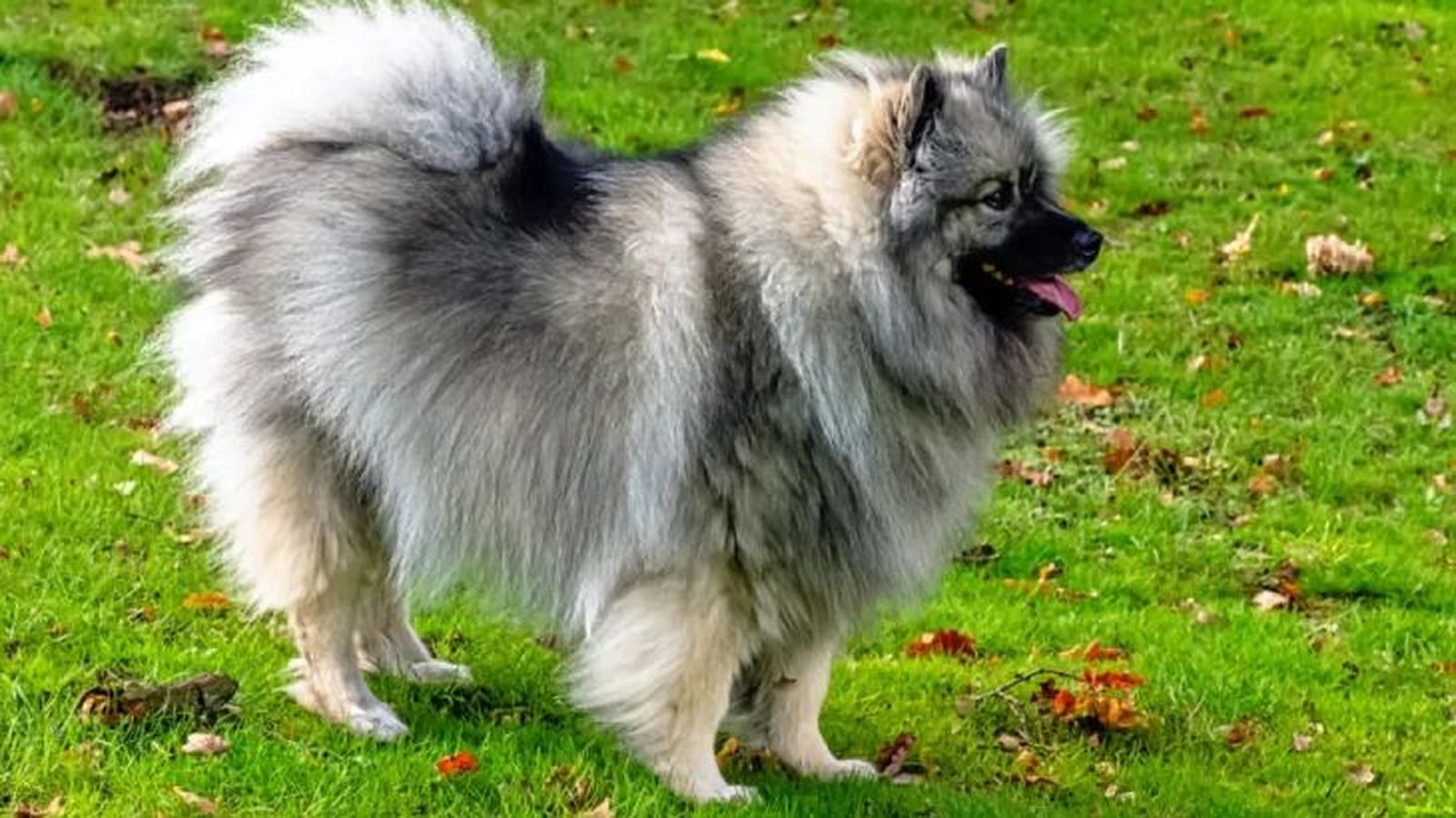 spitz aleman 5 spitz aleman 5