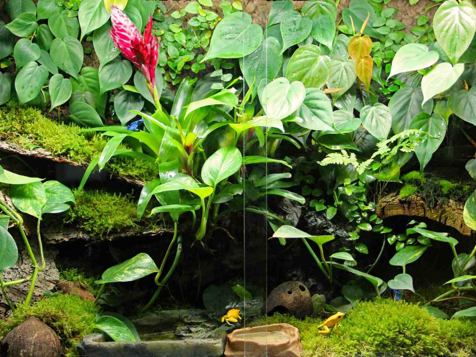 Terrario para ranas dardo venenosas. Terrario para ranas dardo venenosas.
